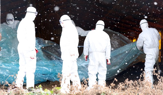 방역요원들이 11일 오전 전남 영암군 신북면 조류인플루엔자 바이러스 검출된 오리 농장에서 살처분 작업을하고 있다. (news1)