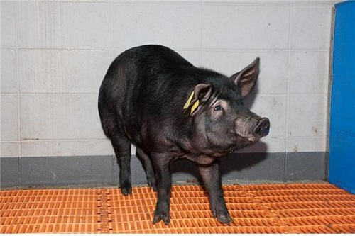 신경퇴행성질환(알츠하이머) 연구용 돼지. (농촌진흥청)
