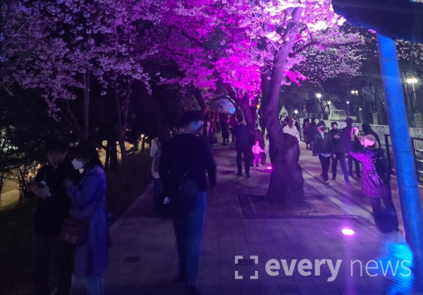 지난 9일 저녁 서울 여의도 국회 옆 윤중로에서 시민들이 벚꽃 핀 야경을 구경하고 있다. 사진=안정훈 기자