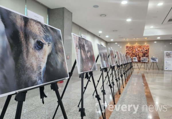 동물복지포럼과 동물권행동 카라가 31일 서울 여의도 국회 의원회관 2층에 동물학대 관련 사진들을 전시했다. 사진=안정훈 기자