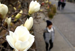 [포토] 추운 날씨, 봄을 재촉하는 하얀 목련