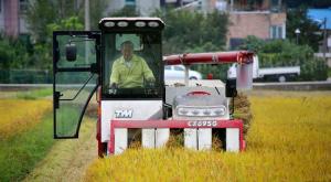 농식품부, 국산쌀 5만톤 내년 중동·아프리카 등에 식량원조용으로 나간다