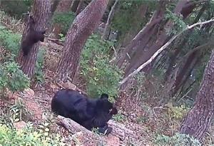 세계 최초 인공수정 반달가슴곰 새끼 출산 성공