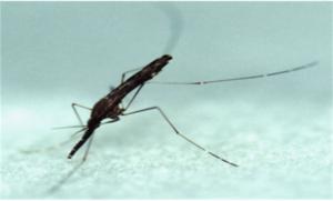 말라리아 주의보…발열·오한 등 증상 보이면 즉시 의료기관 방문해야
