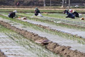 ‘농촌 인력난 숨통’…농업 외국인 근로자 1230명 추가된다